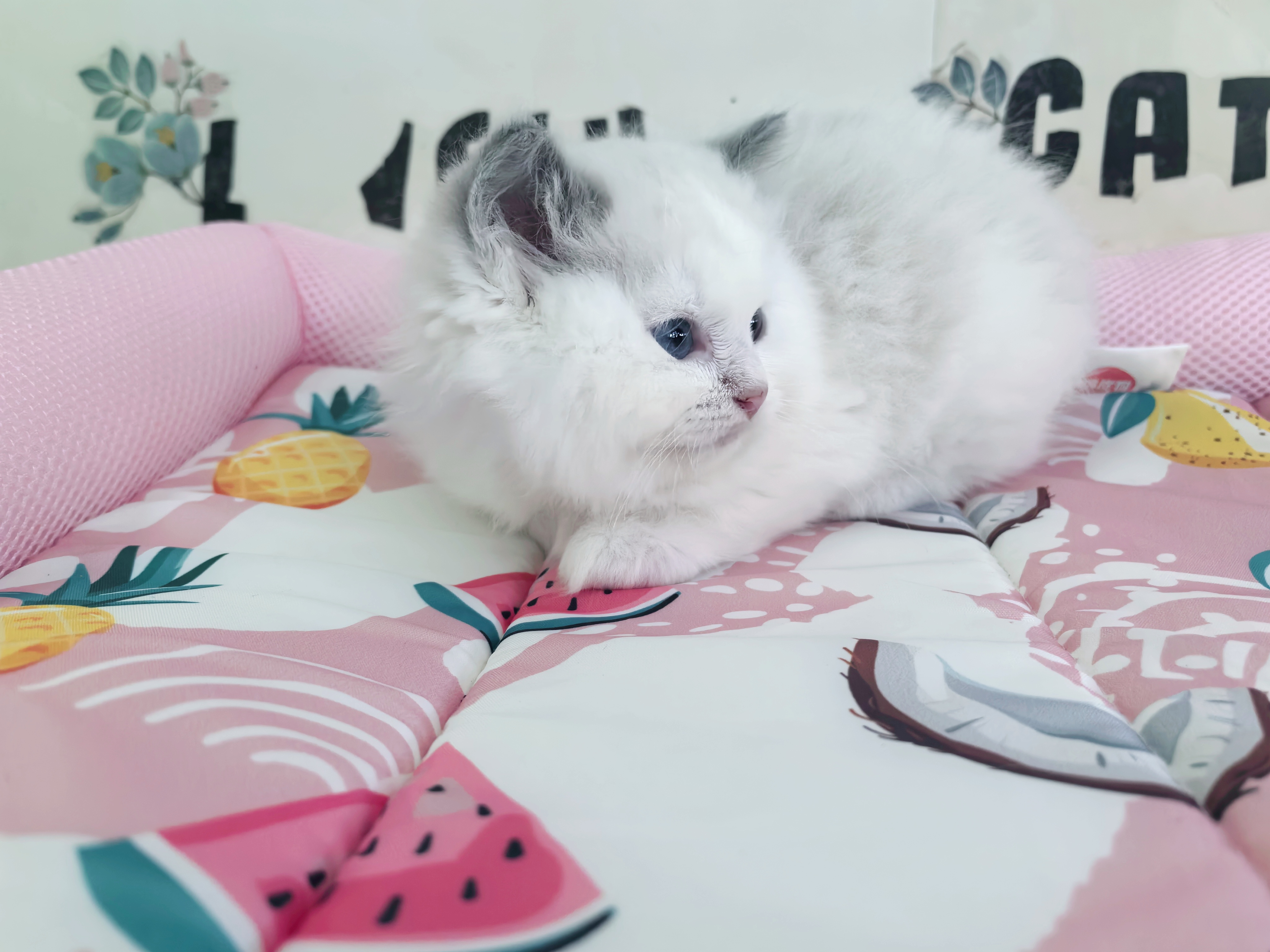 布偶猫